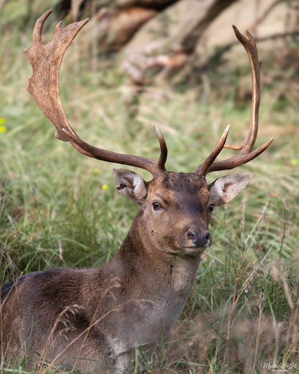 Fallow deer - damhert