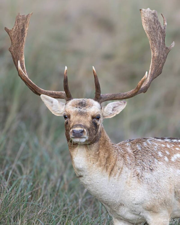 Fallow deer - damhert
