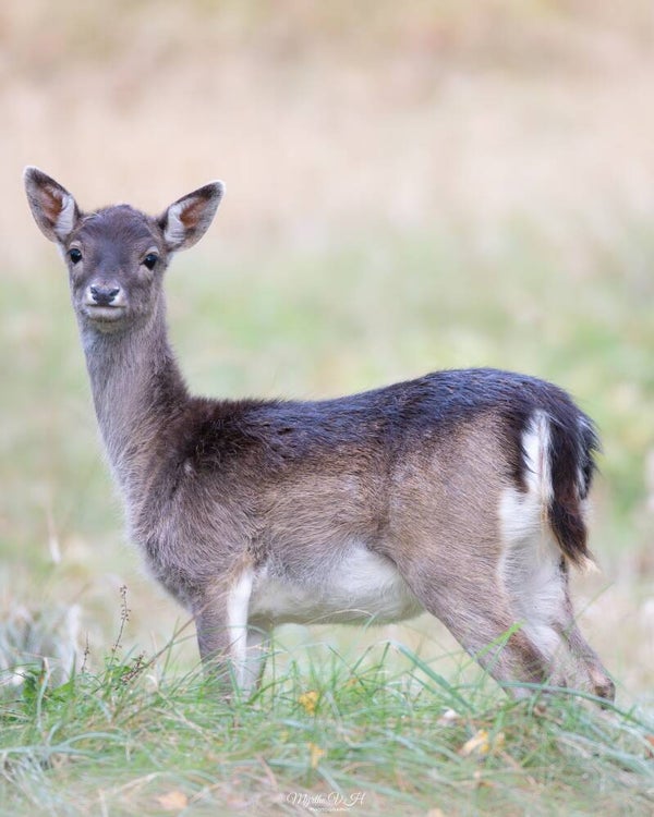 Fallow deer - damhert