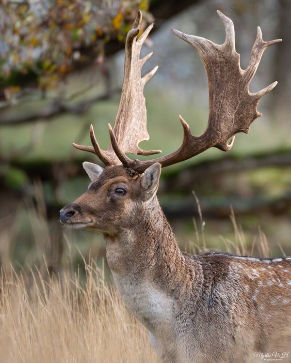Fallow deer - damhert