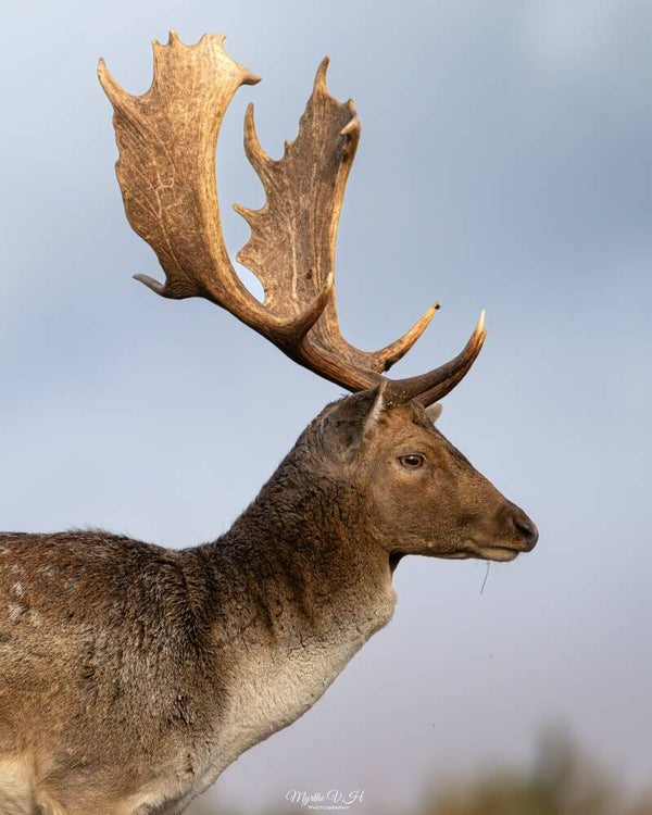 Fallow deer - damhert