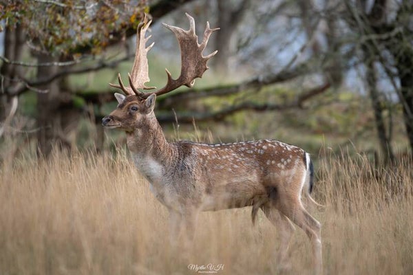 Fallow deer - damhert