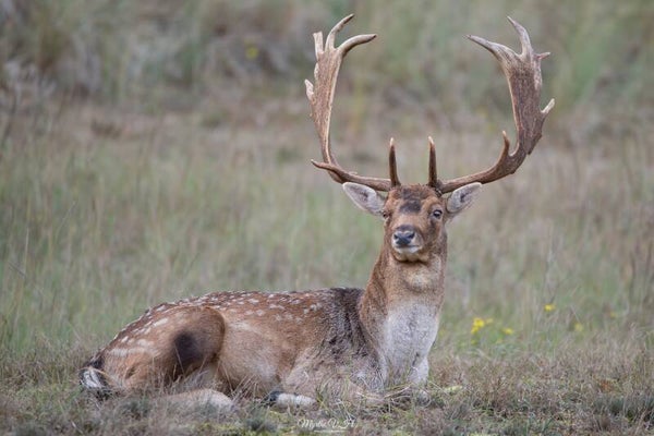 Fallow deer - damhert