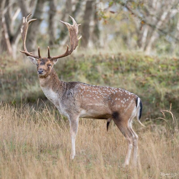 Fallow deer - damhert