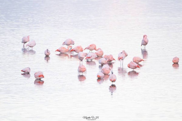 Flamingo