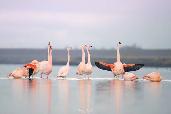 Flamingo