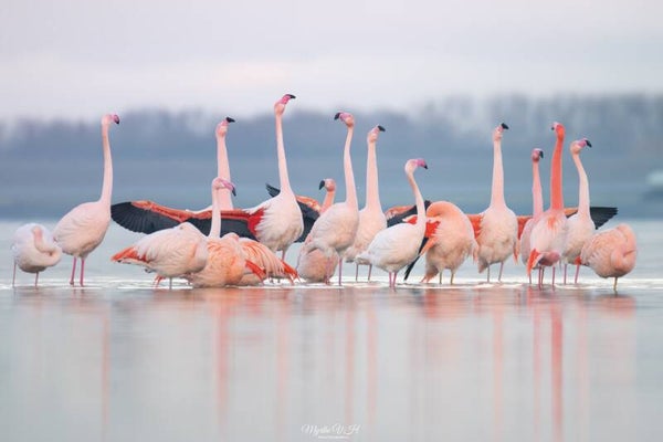 Flamingo