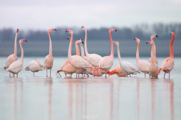 Flamingo