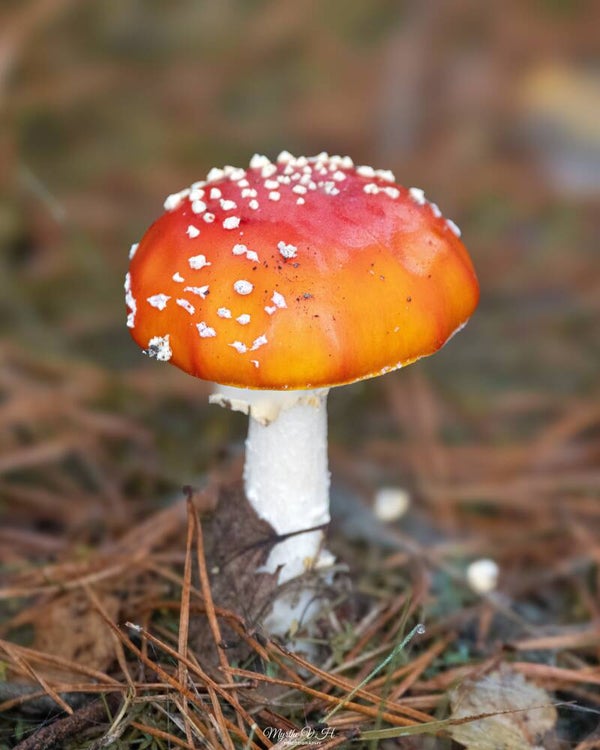 Fly agaric - vliegenzwam