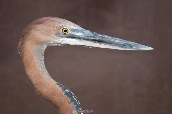 Goliath heron - reuzenreiger