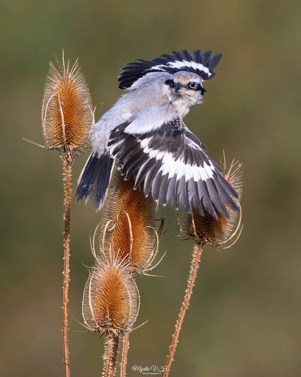 Great grey shrike - klapekster