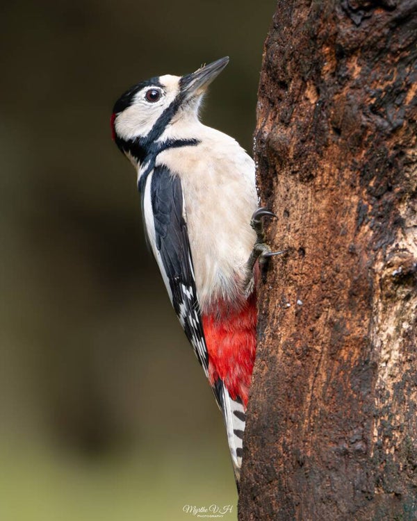 Great spotted woodpecker - grote bonte specht