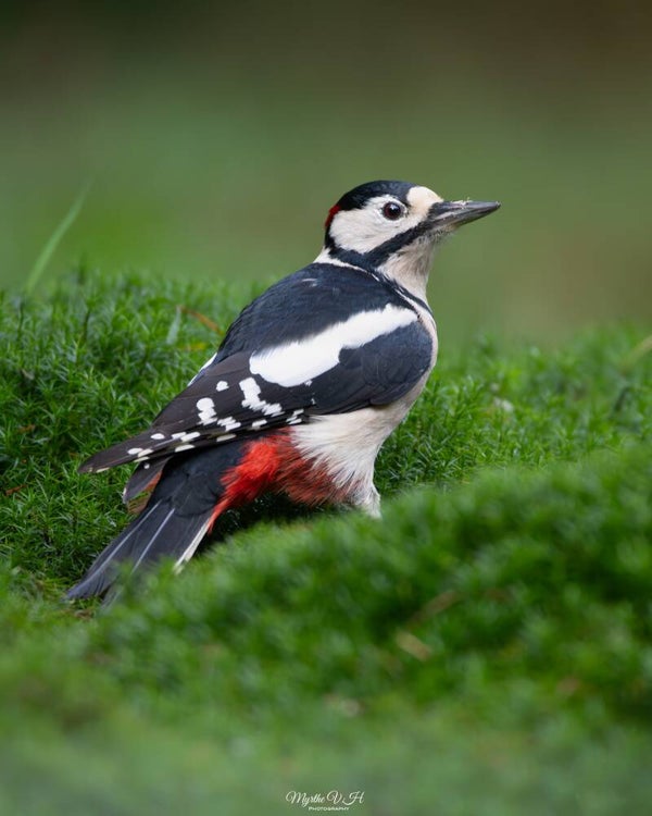 Great spotted woodpecker - grote bonte specht