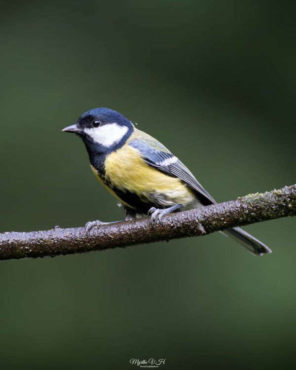 Great tit - koolmees