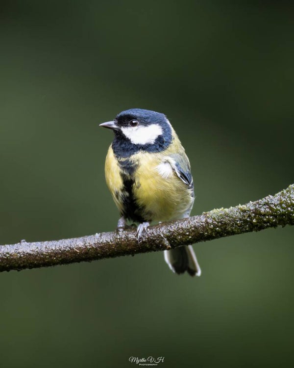 Great tit - koolmees
