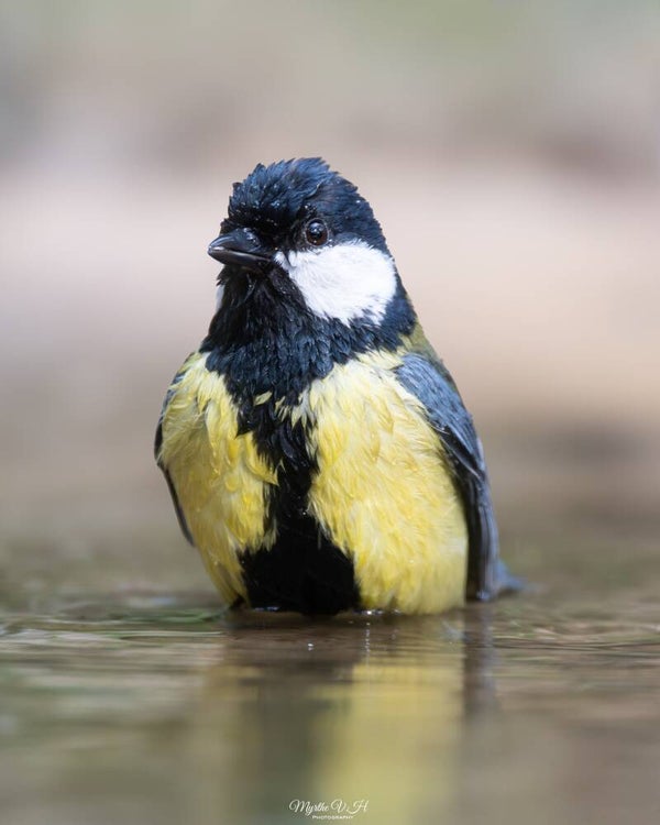 Great tit - koolmees