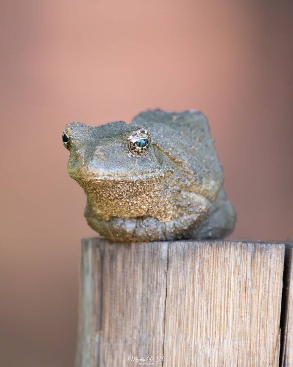 Grey foam-nest tree frog - afrikaanse grijze boomkikker