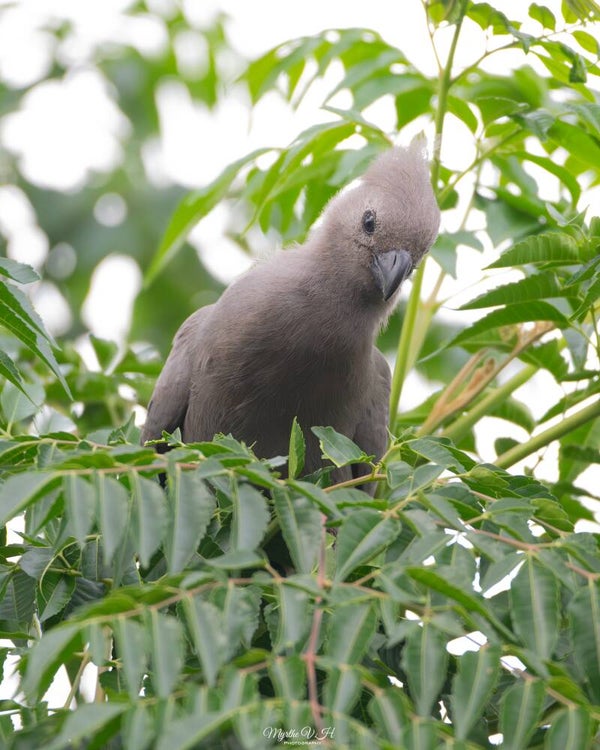 Grey go-away-bird - vale toerako