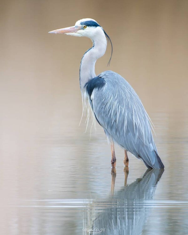 Grey heron - blauwe reiger
