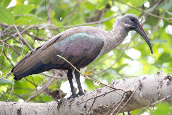 Hadeda ibis