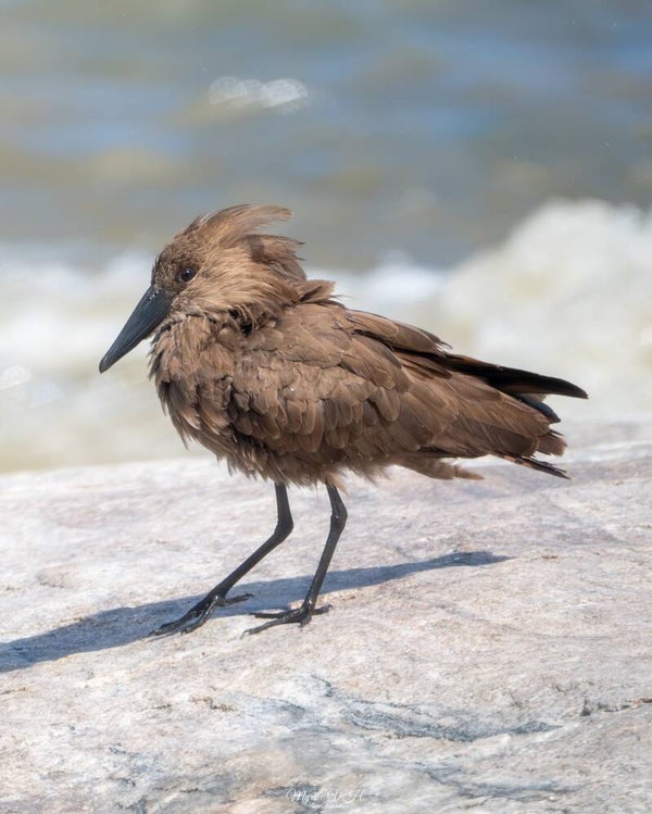 Hammerhead - hamerkop