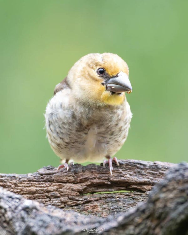 Hawfinch - appelvink