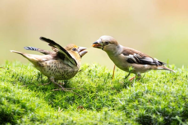 Hawfinch - appelvink