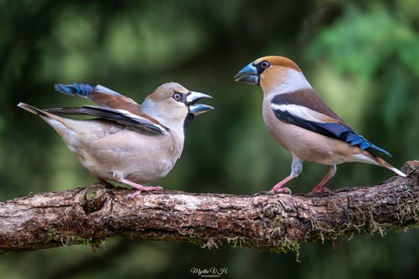 Hawfinch - appelvink