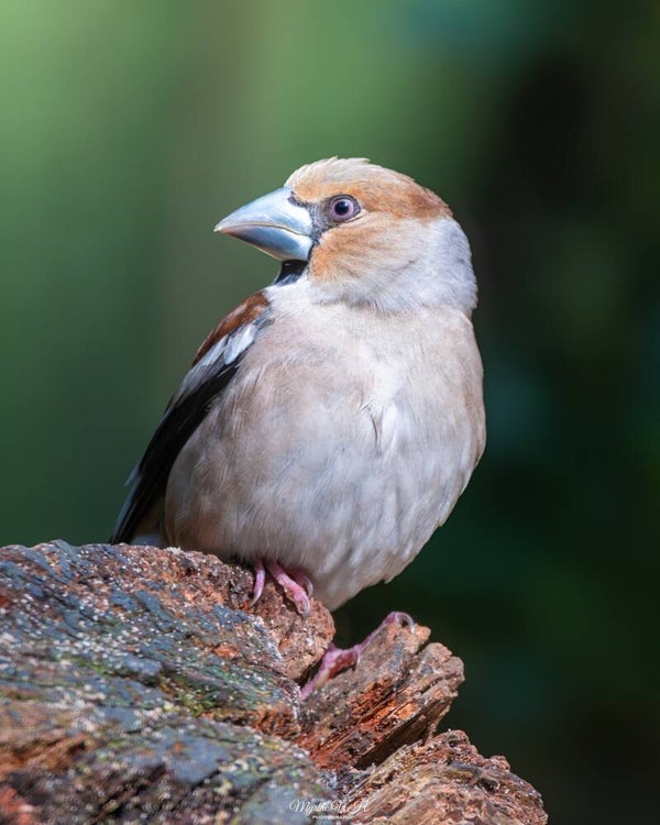Hawfinch - appelvink