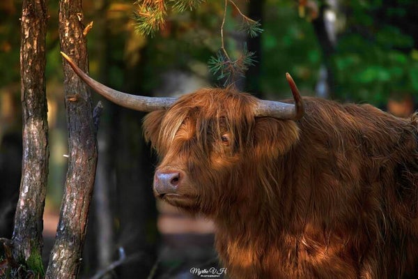 Highland cattle - schotse hooglander