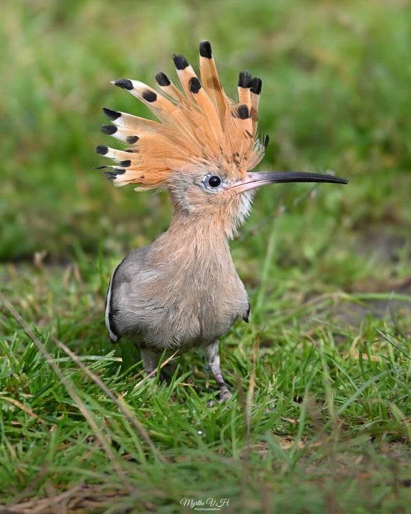 Hoopoe - hop