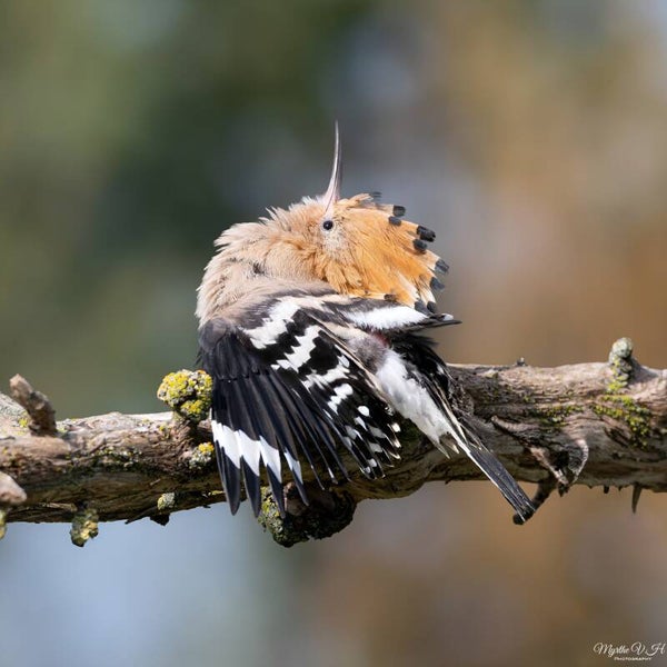 Hoopoe - hop