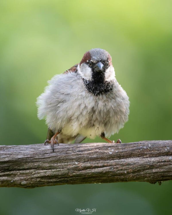 House sparrow - huismus
