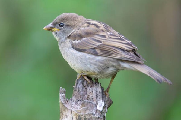 House sparrow - huismus