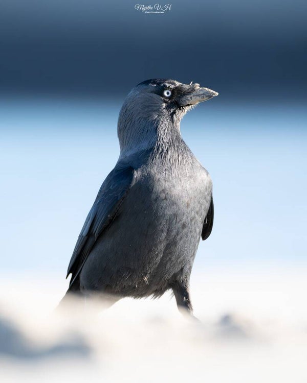 Jackdaw - Kauw