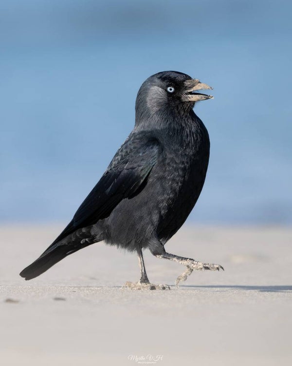 Jackdaw - Kauw