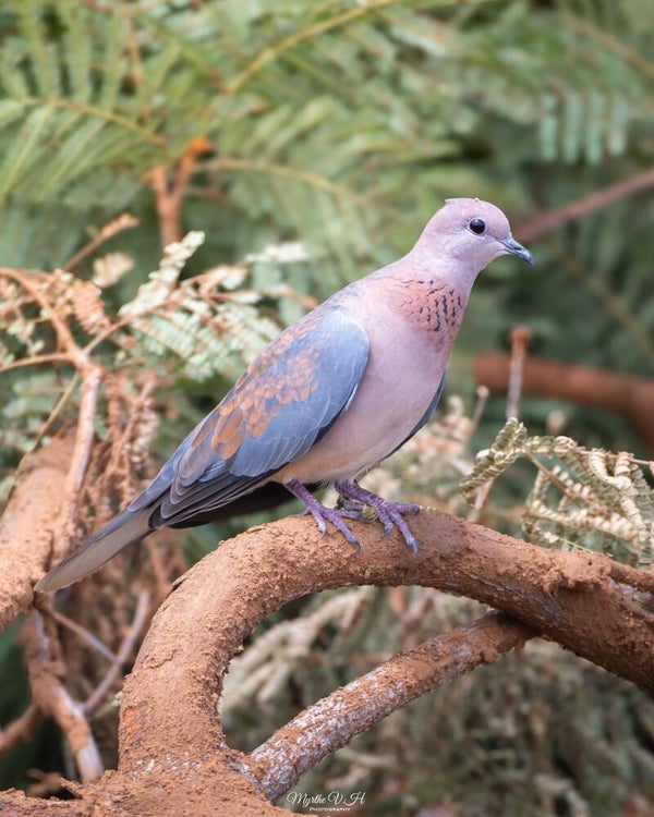 Laughing dove - palmtortel