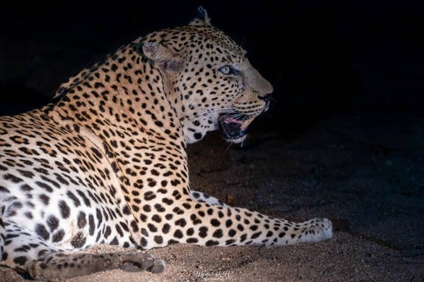 Leopard - luipaard