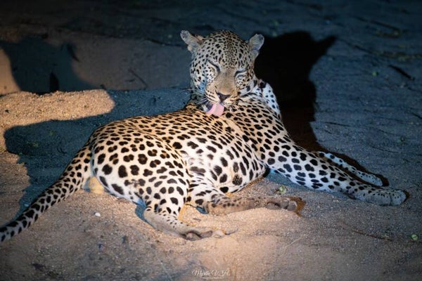 Leopard - luipaard