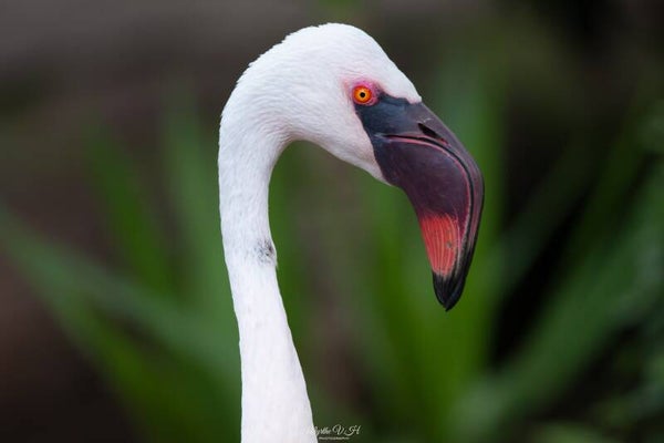 Lesser flamingo - kleine flamingo
