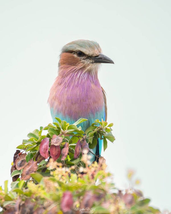 Lilac breasted roller - vorkstaartscharelaar
