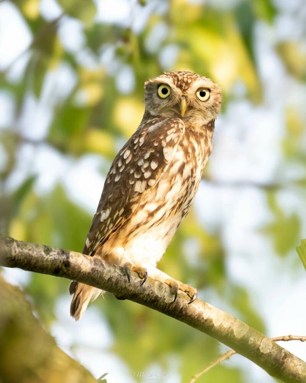 Little owl - steenuil