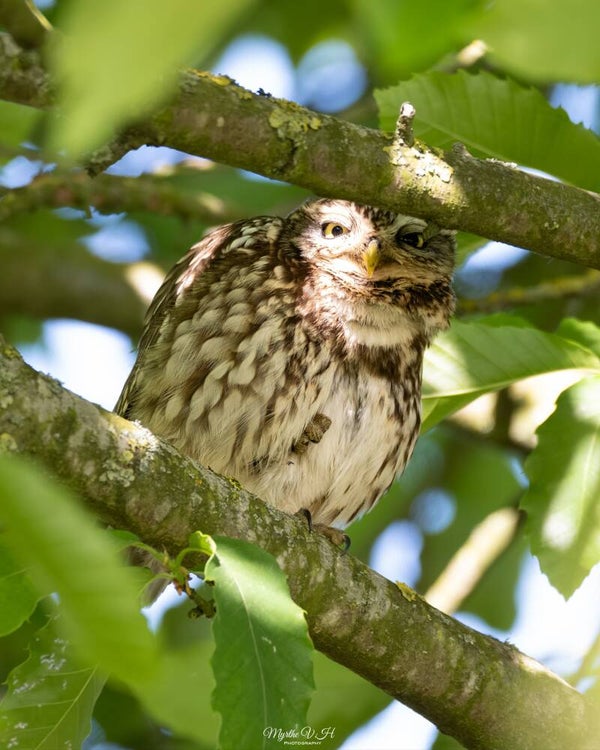 Little owl - steenuil