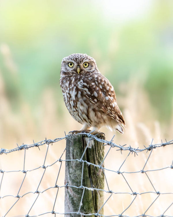 Little owl - steenuil