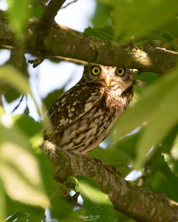 Little owl - steenuil