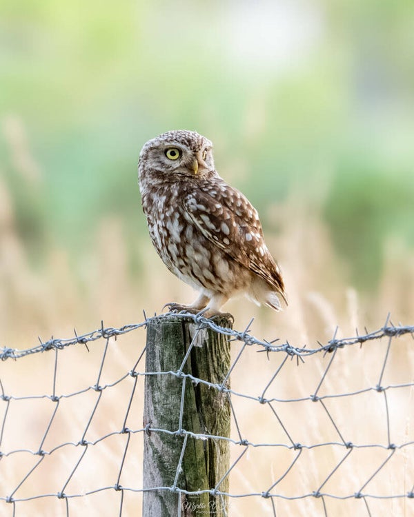 Little owl - steenuil