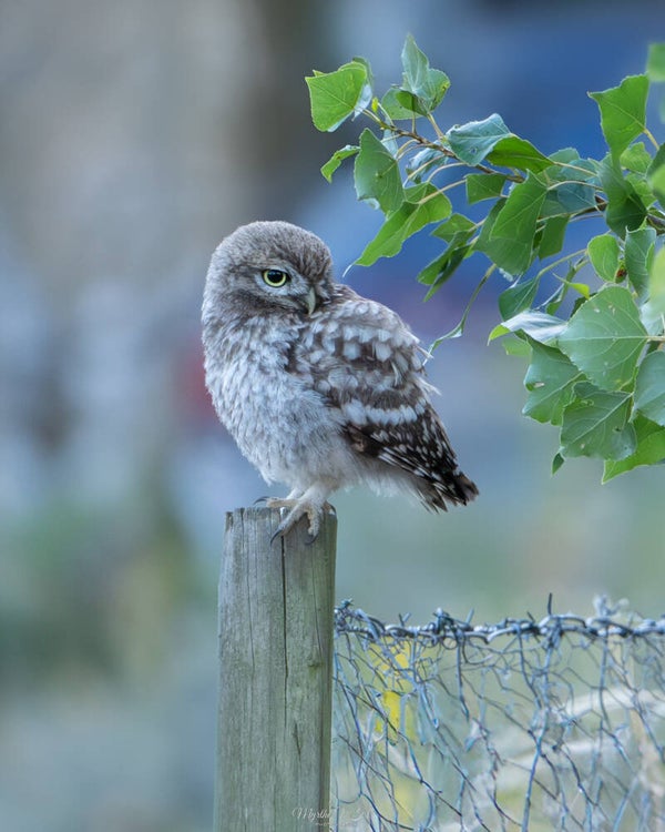 Little owl - steenuil