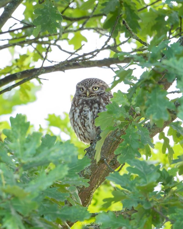 Little owl - steenuil