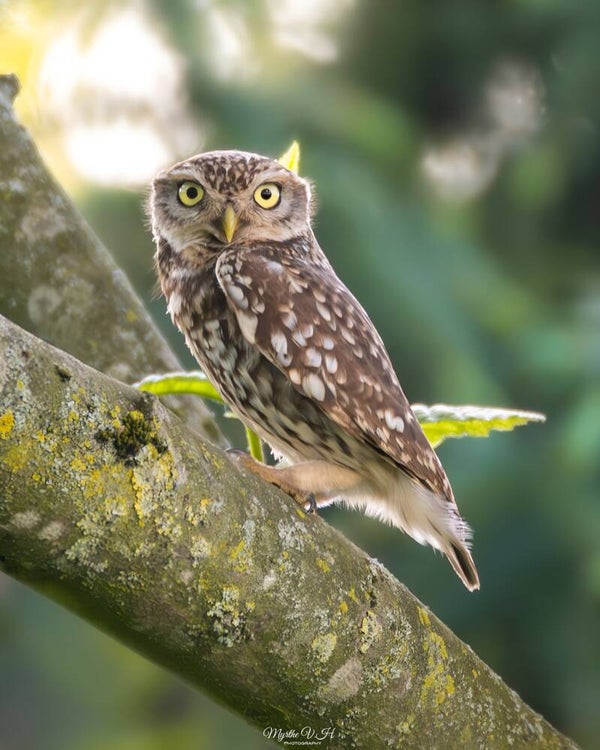 Little owl - steenuil