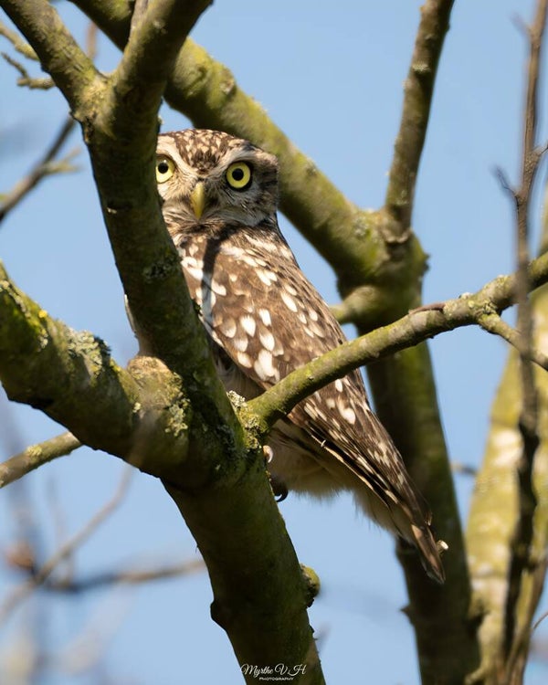 Little owl - steenuil